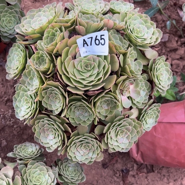 万圣节多肉植物765.