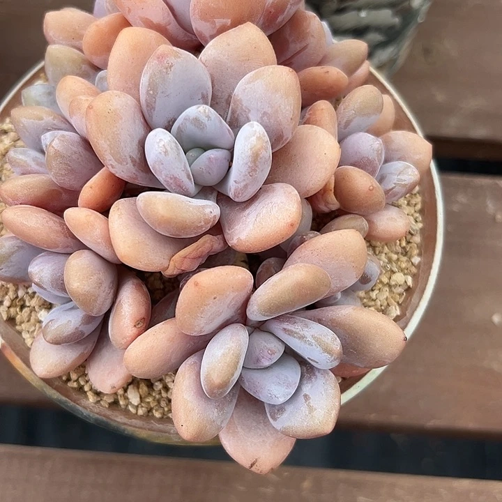 芸****?粉兔，一物一拍