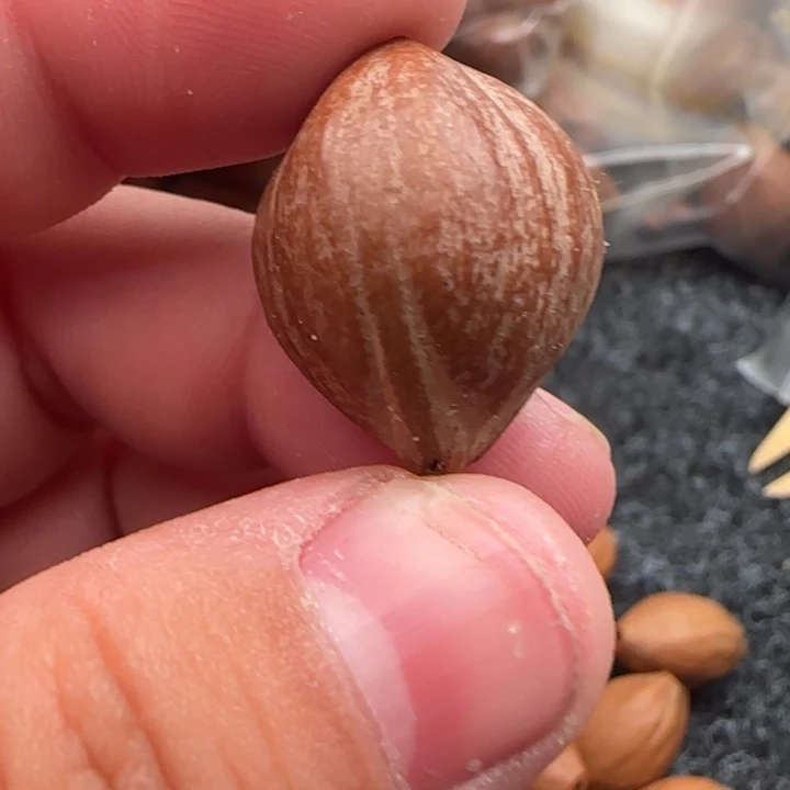 橄榄核手串銭*哆橄榄核原皮铁盒单颗