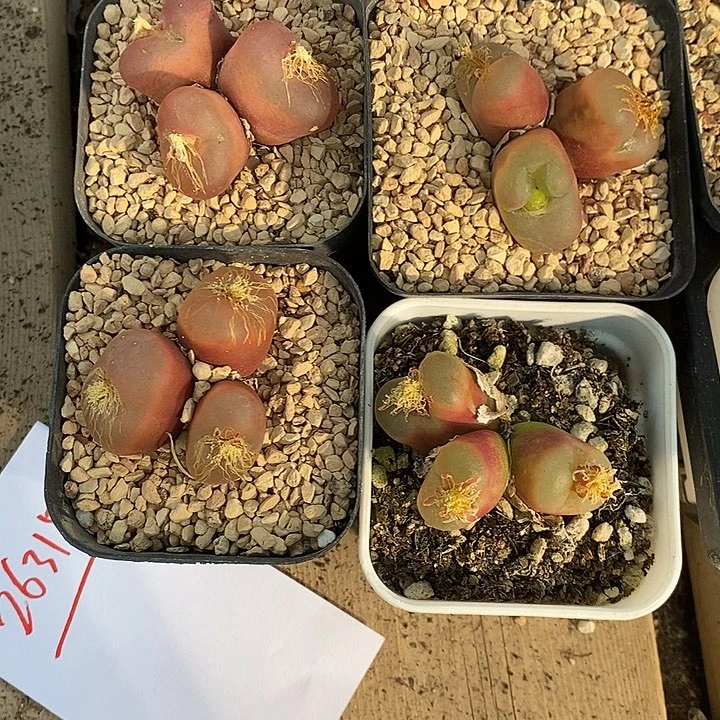 26315。   一组母本群生带盆发货