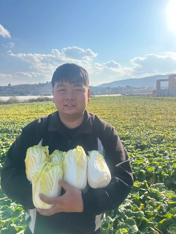 高原农家露天娃娃菜