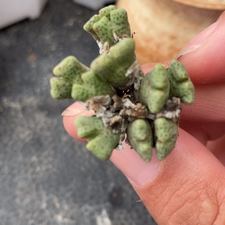 554鹿角斑马一群。