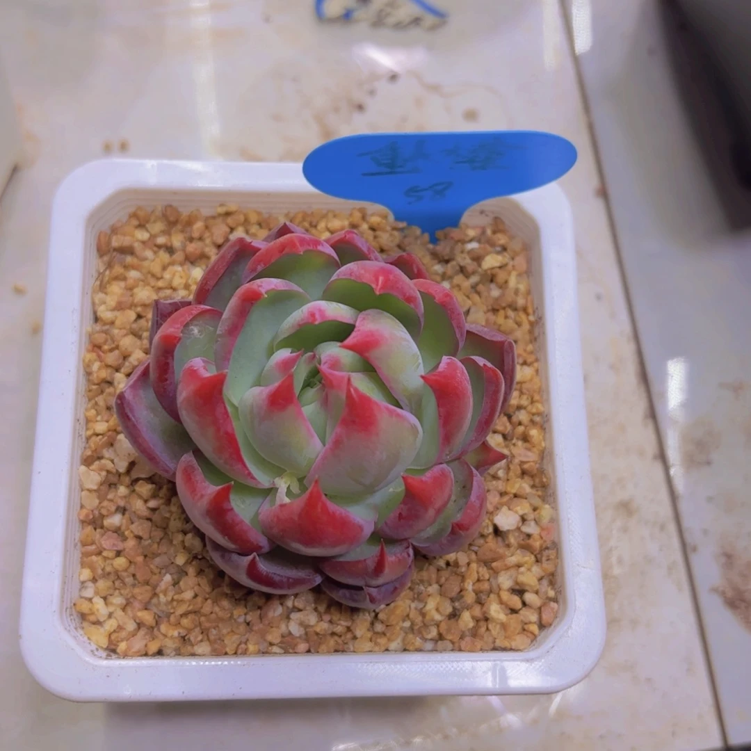 ?*S我的小可爱们都好可爱