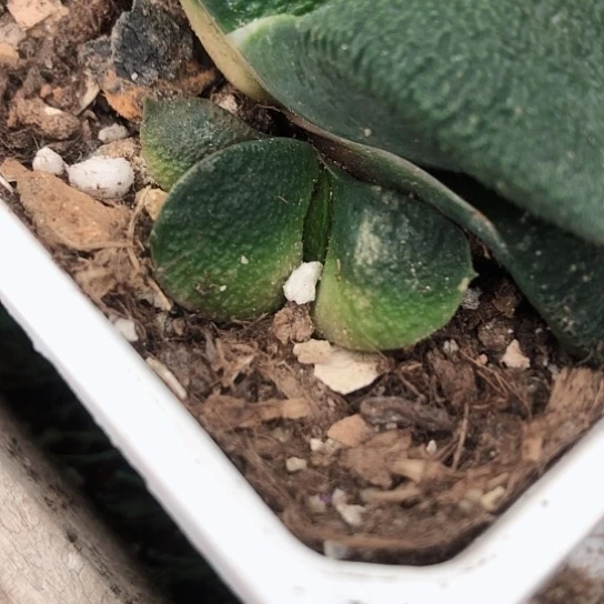 实生军配蜗牛侧牙无根