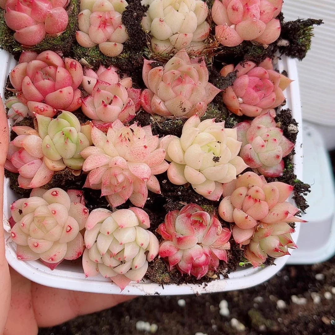 1-230 新疆西藏内蒙不发12.8包邮