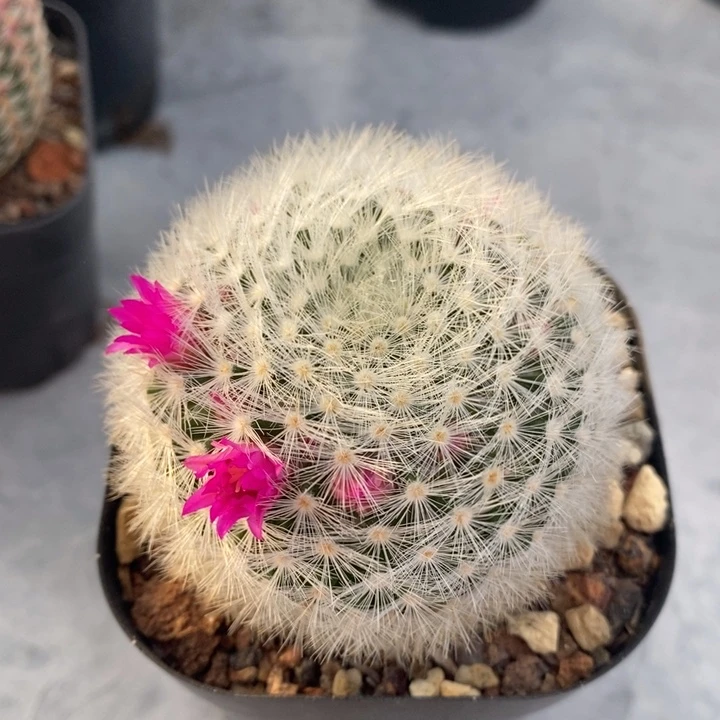 完全开放刘氏乳突仙人球