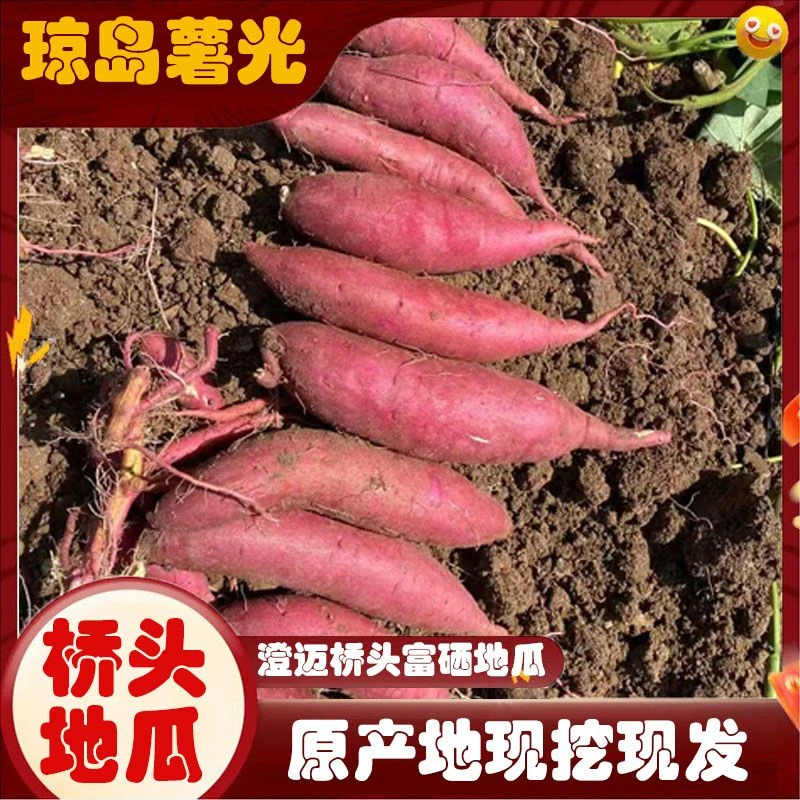 海南正宗桥头新鲜富硒地瓜农产品澄迈软糯香甜产地直销（2号）