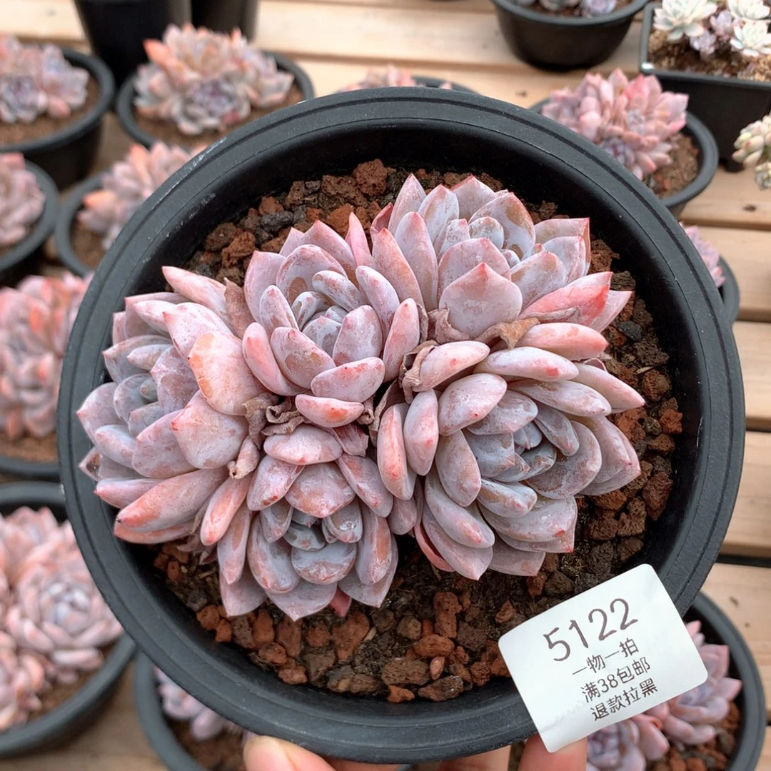 12.5厘米五头雪天使 老庄 5122