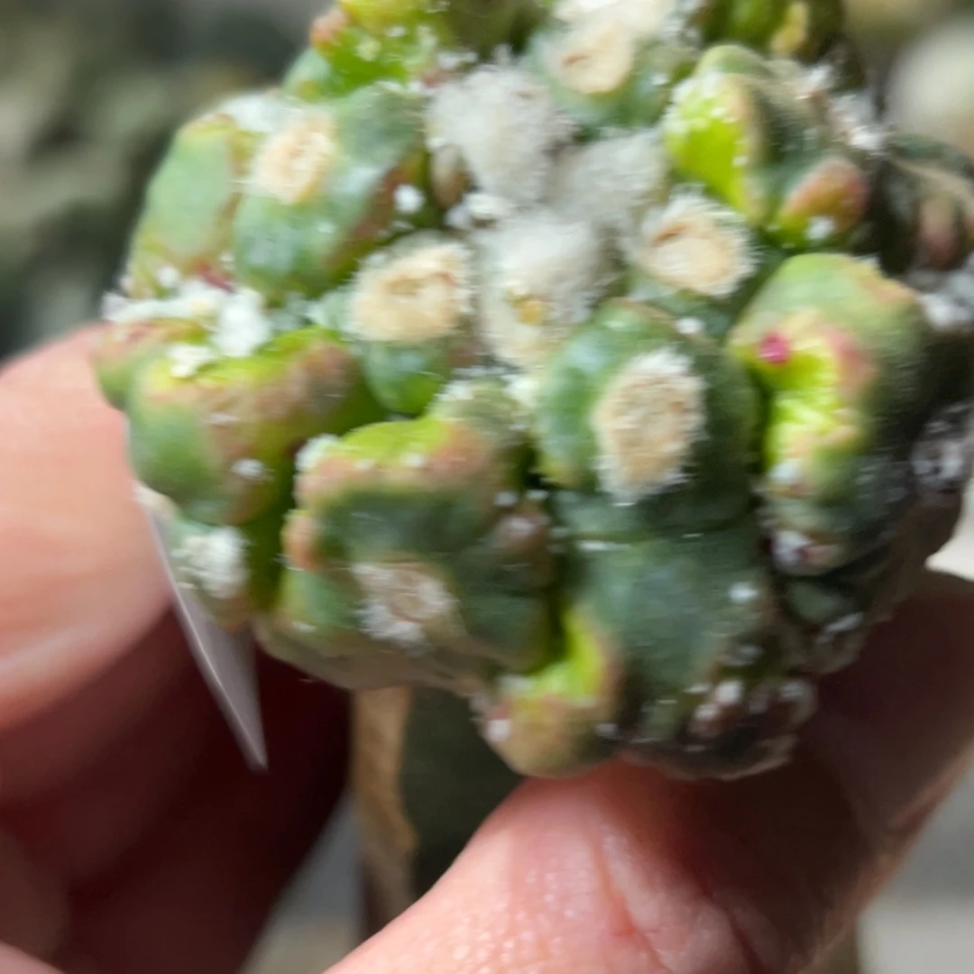 575 仙人球的比赛将于