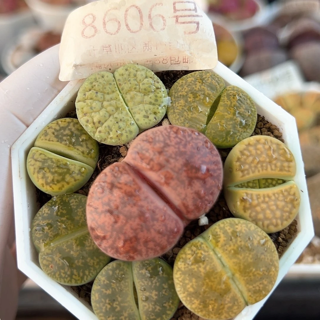 好养易活生石花大母本8606