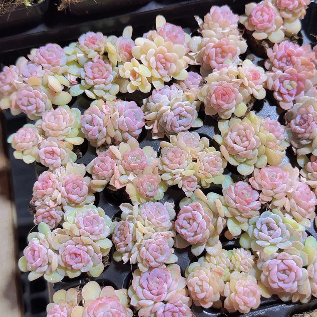 双头雪莲糖6颗福利