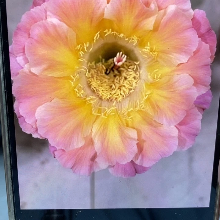 彩草59号8公分左右