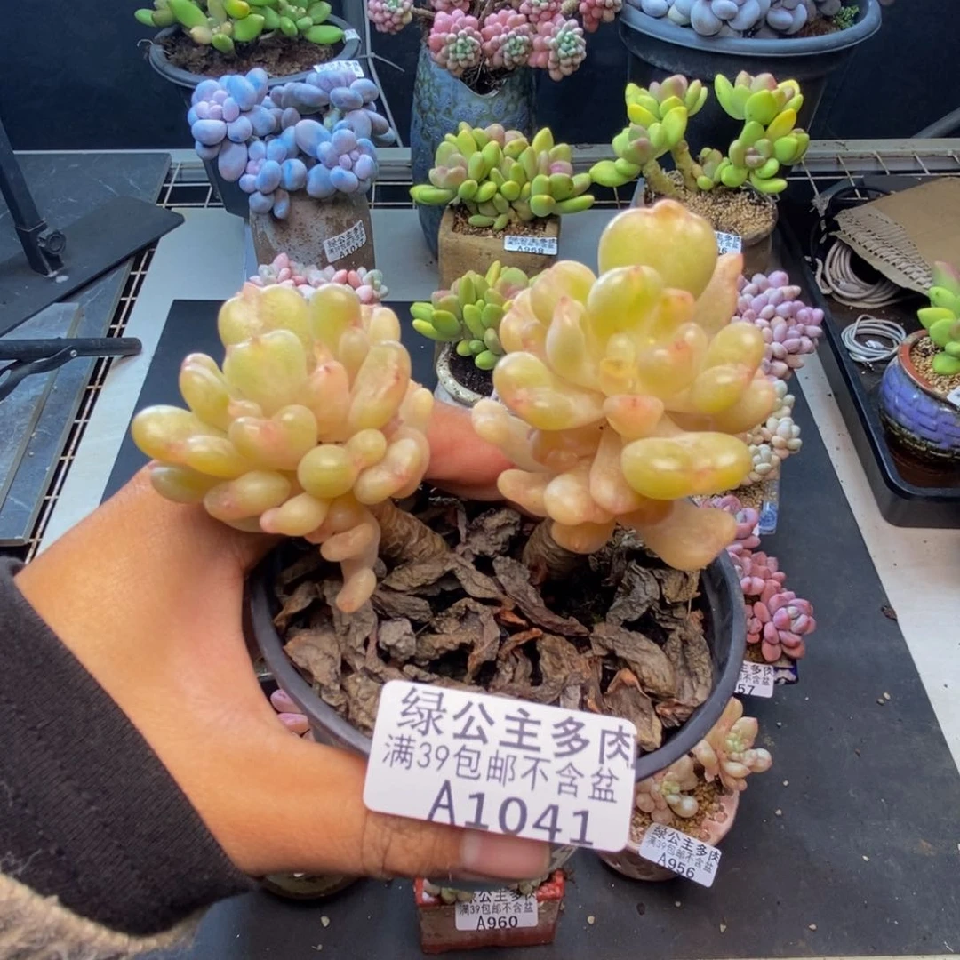 041比尔盖茨多肉8c m