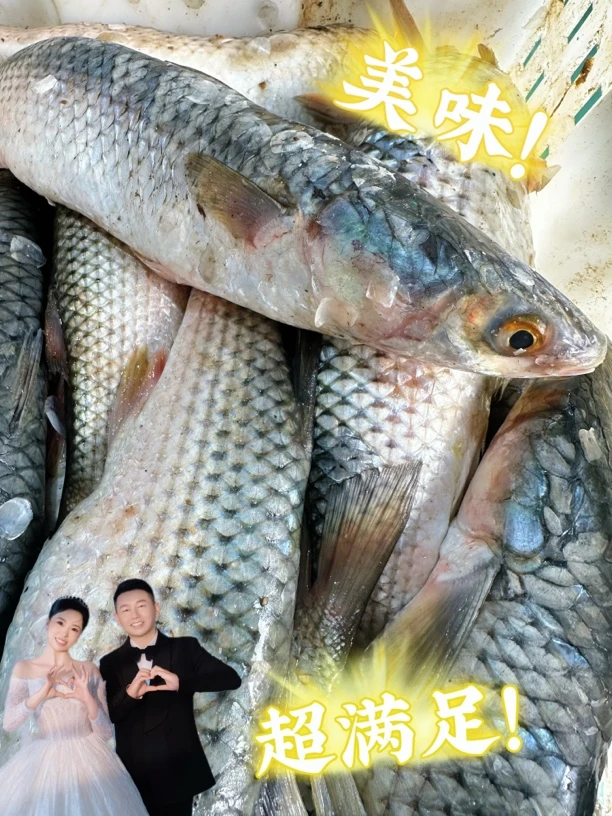 【大连本地新鲜海梭鱼】四斤装  顺丰速运包邮