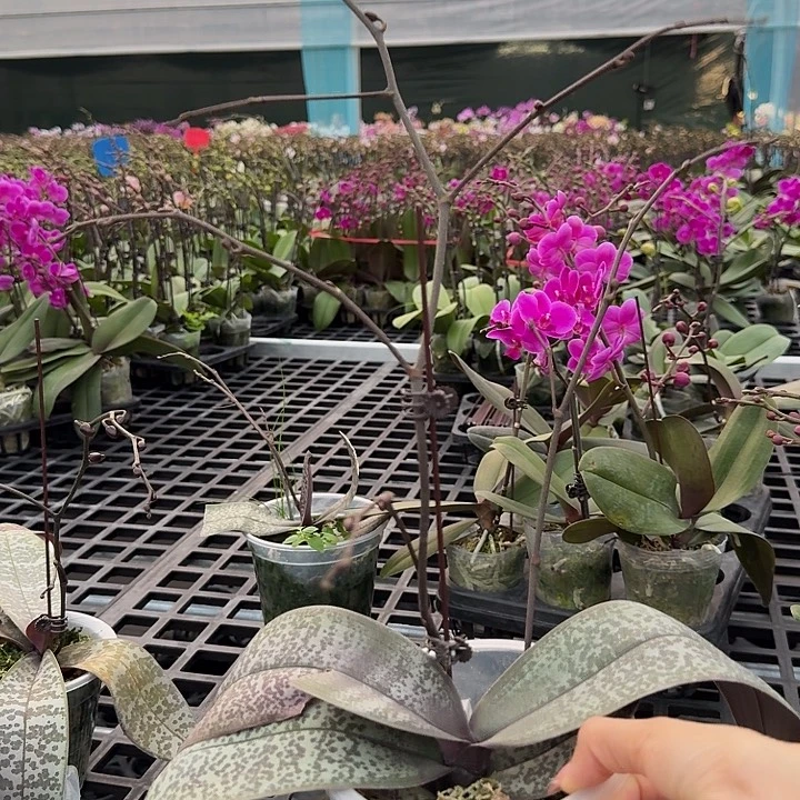 大部分开放少量花苞西