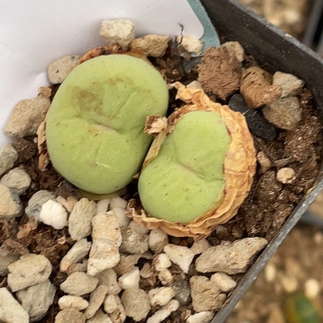 18-120嘴多肉植物