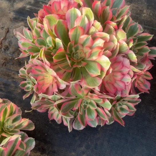 青苹果一颗包邮福利