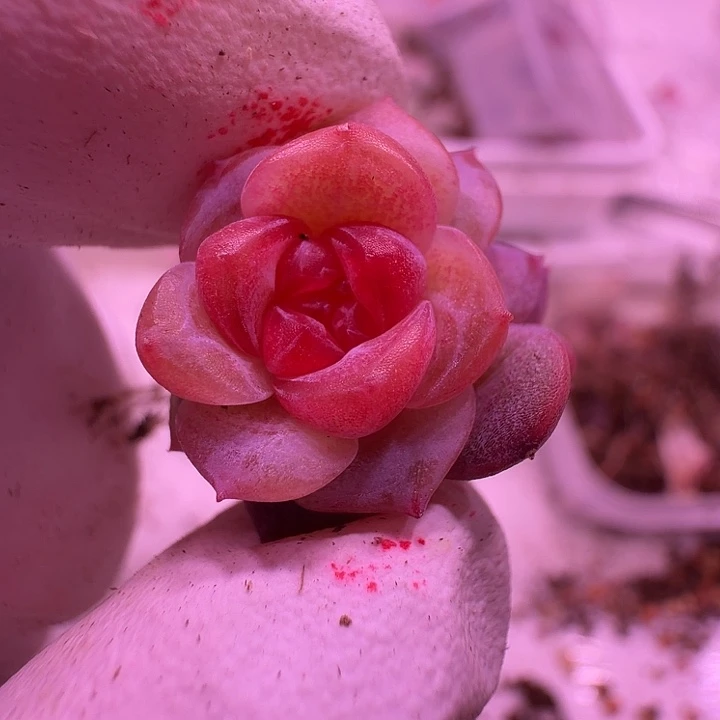 44号，叶子多天使珍妮绝绝子一颗一物一拍