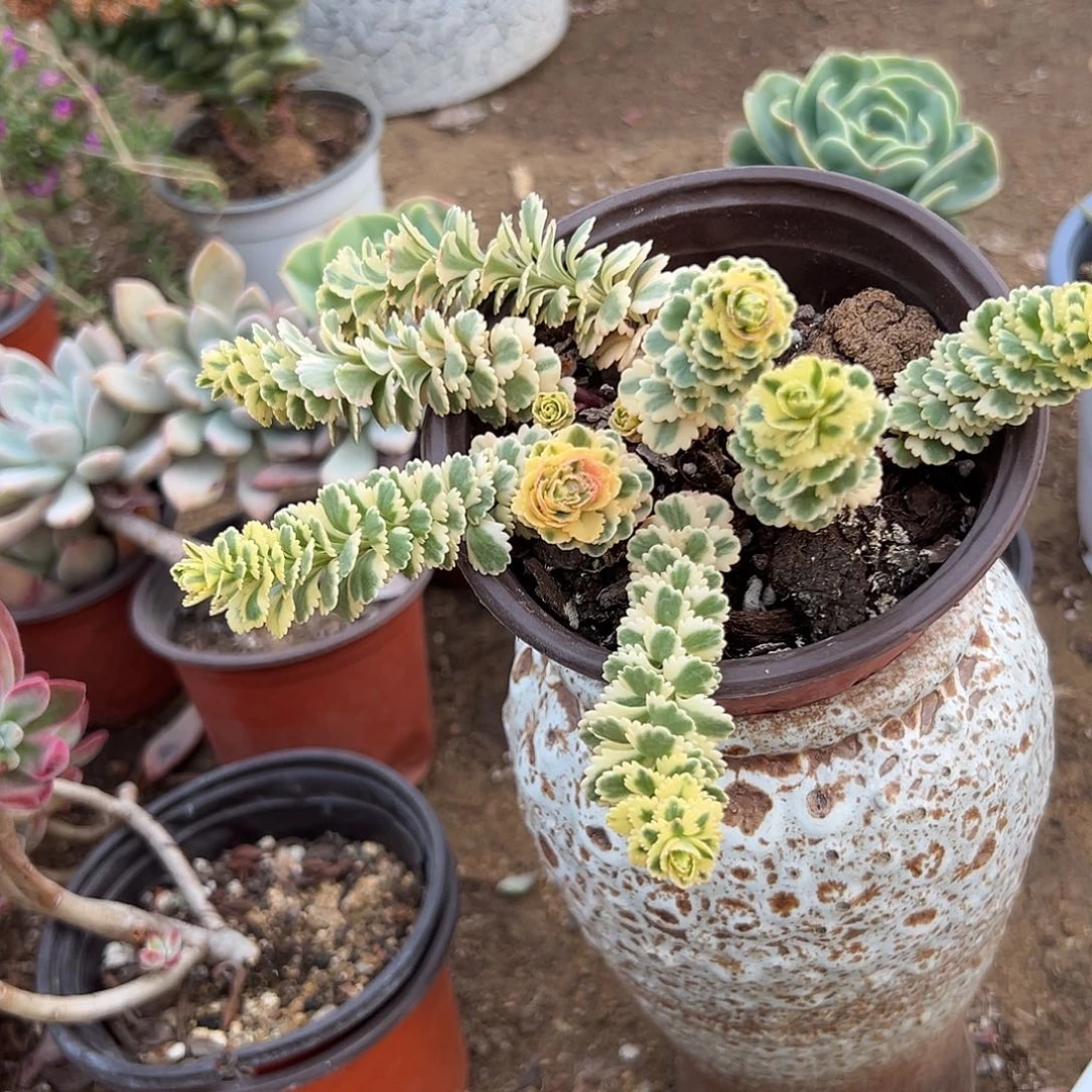 多肉植物亚特兰蒂斯