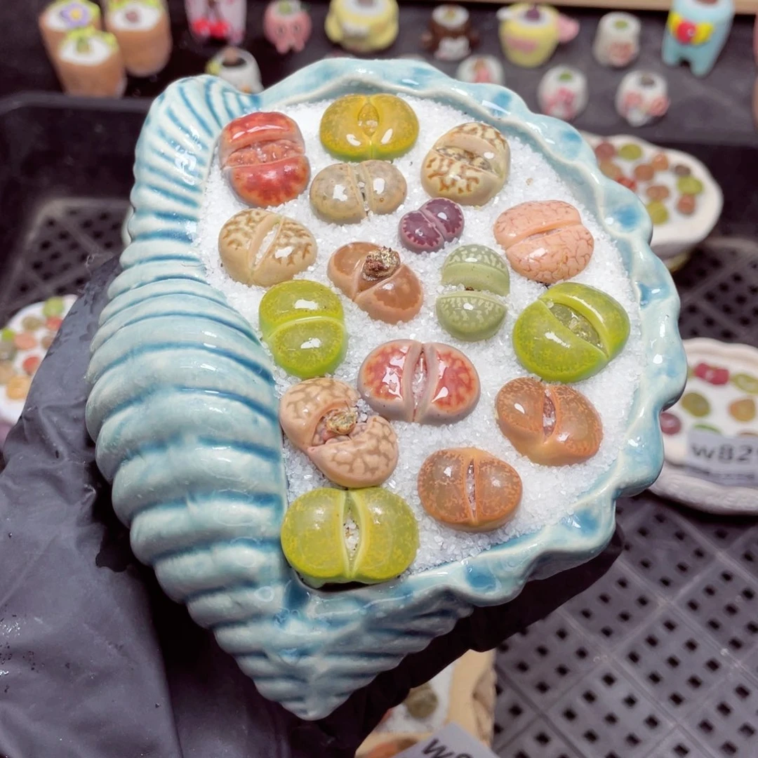 w8297 带盆土发货-零下地区拍保温箱