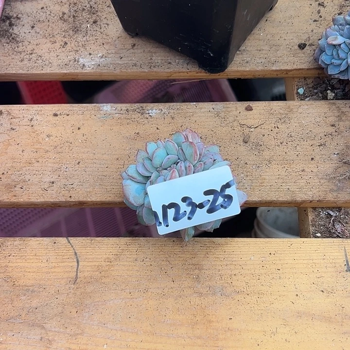 Z***o1123-25泡芙缀多肉植物