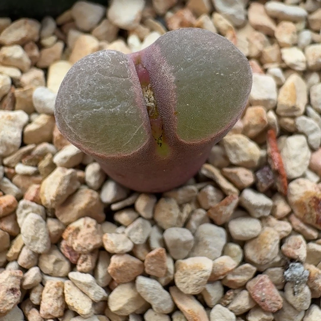 云缦精品番杏29.16紫体白窗