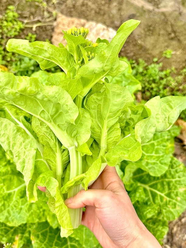 湘西农家露天白菜苔 5斤（首茬 比较粗 口感好）都是实拍