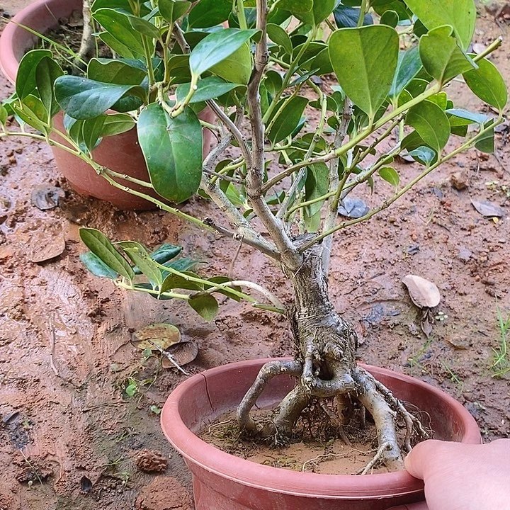 南***达无花朵无刺枸骨金玉满堂