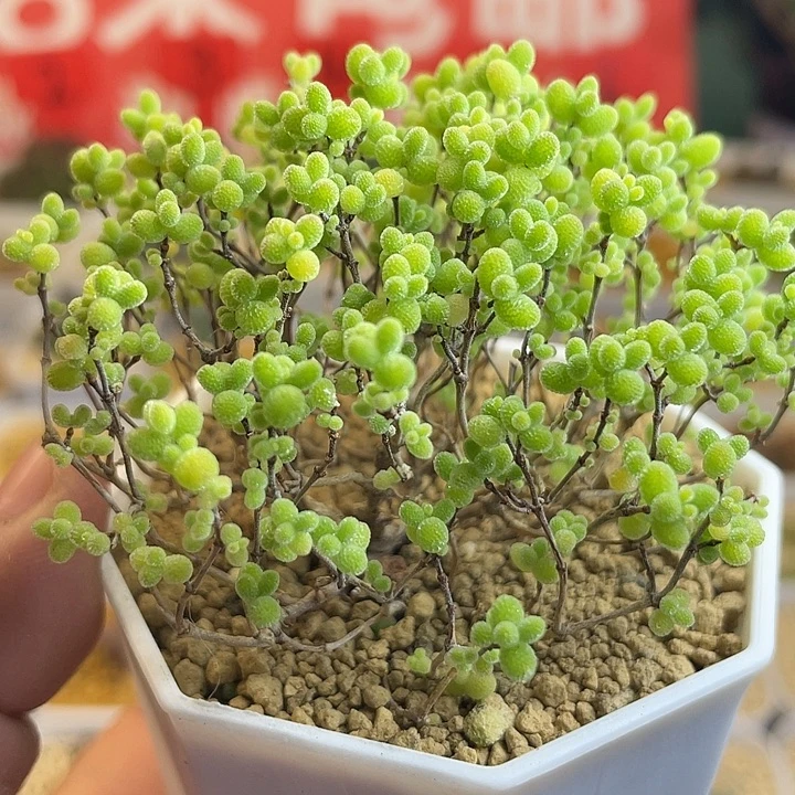 佳人园艺多肉生石花蜜桔糖球684