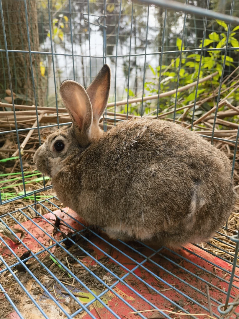 农家草兔子吃草的兔子宰杀后不退