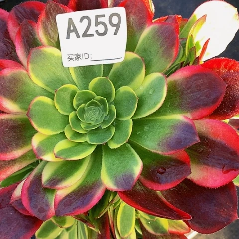 万奶白259带土球发货