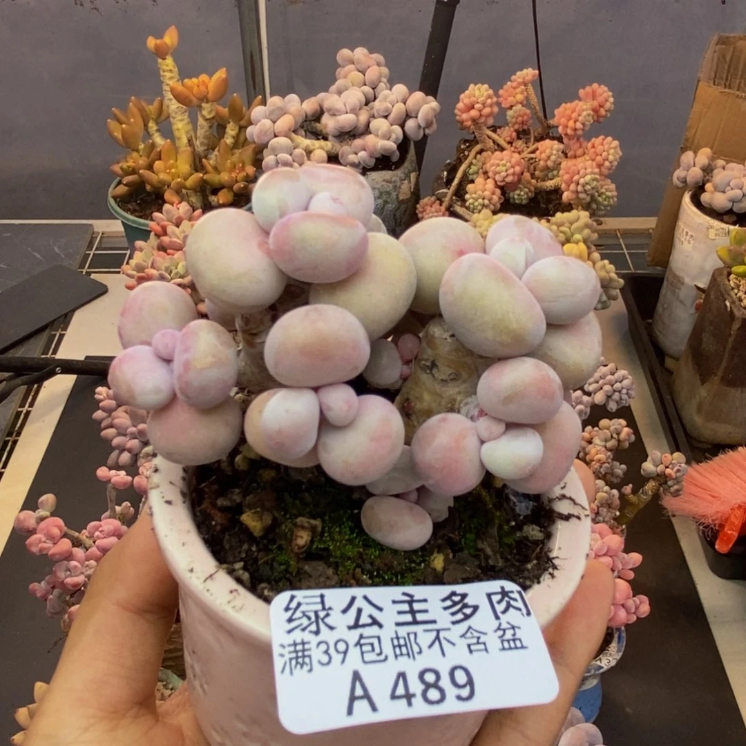 489腰子桃蛋多肉有砍