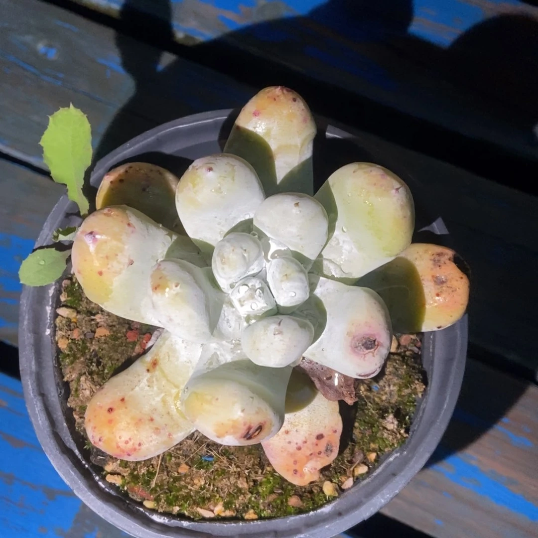 丸叶拇指多肉植物啦啦啦