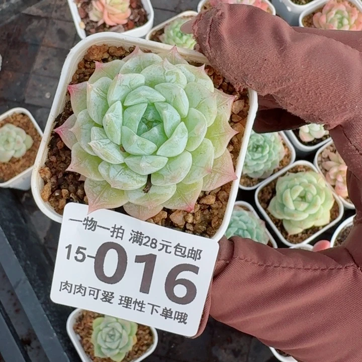 优选唐心无盆土发货多肉多