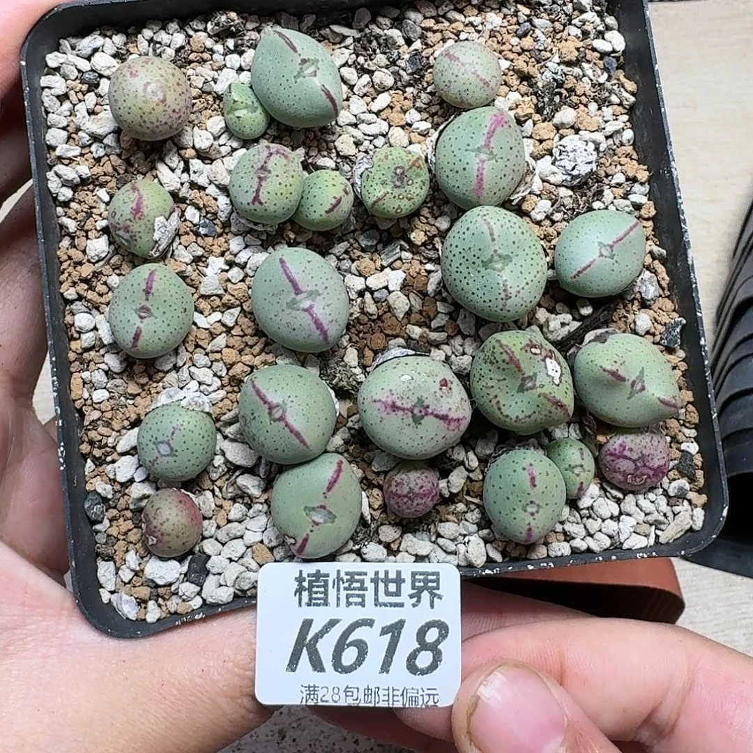 多肉植物的人生ghb