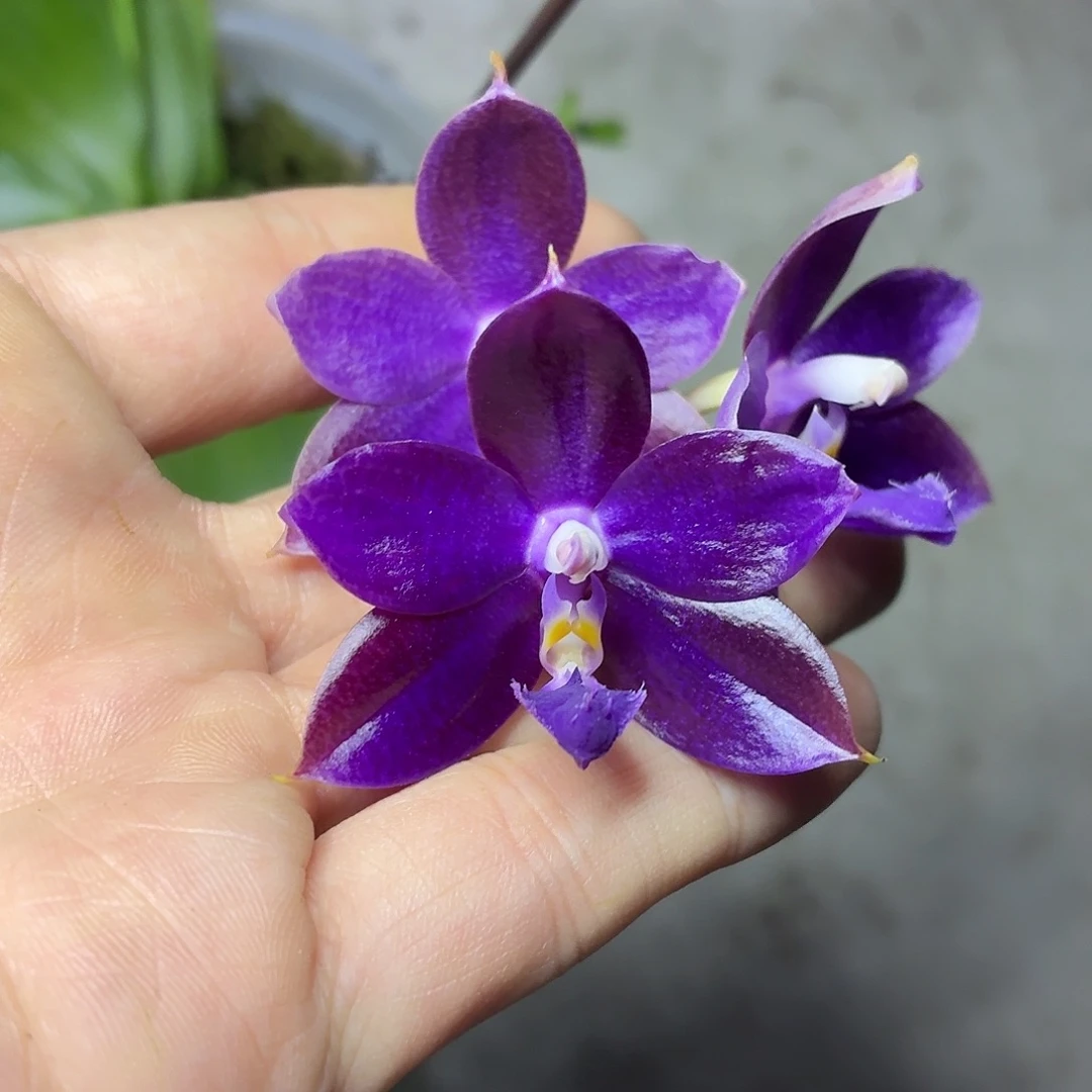 当前无花栽培后可以开花A257yss1230