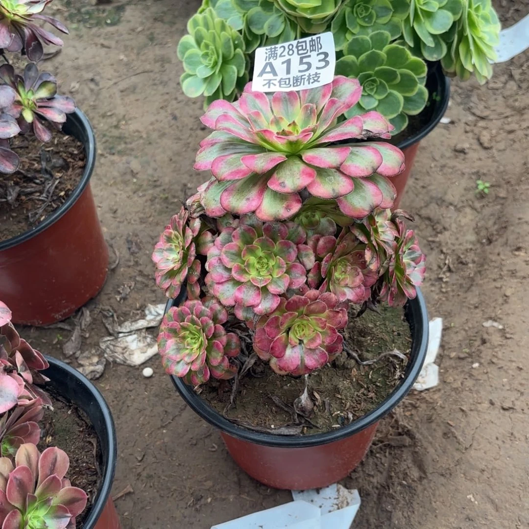 M. 153红颜多肉，babe