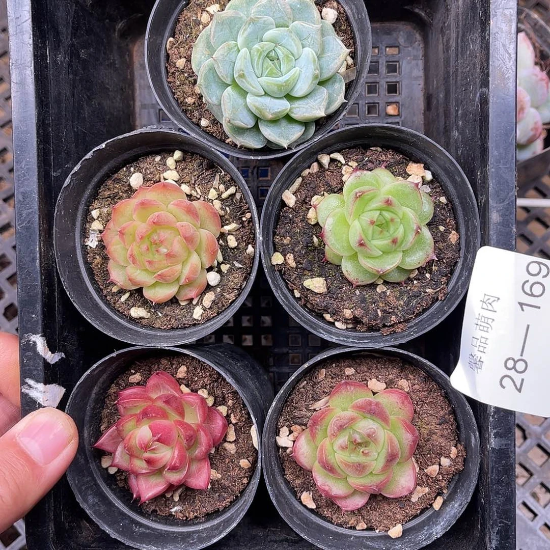 多肉一物一拍28-169