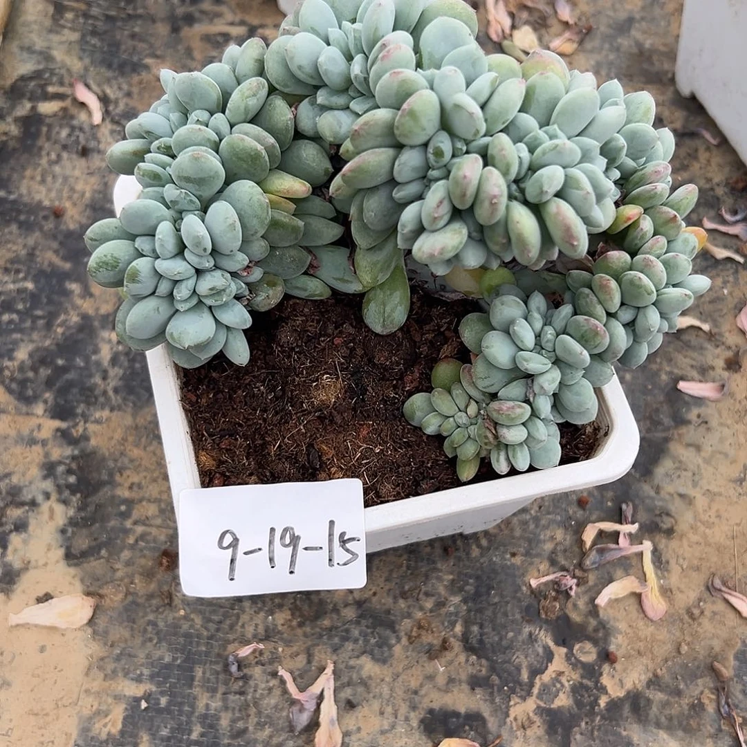那***匆9-19-15香香雪缀多肉