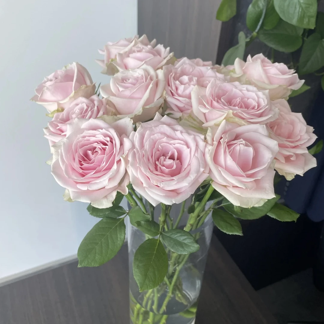 【迪瑞特联】粉红雪山单头玫瑰（只发新疆顺丰包邮）