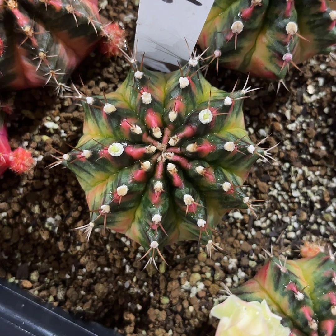 296-0613泰国发货多肉