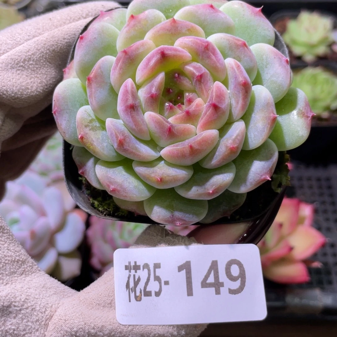 花利美25-149秘境冰魄