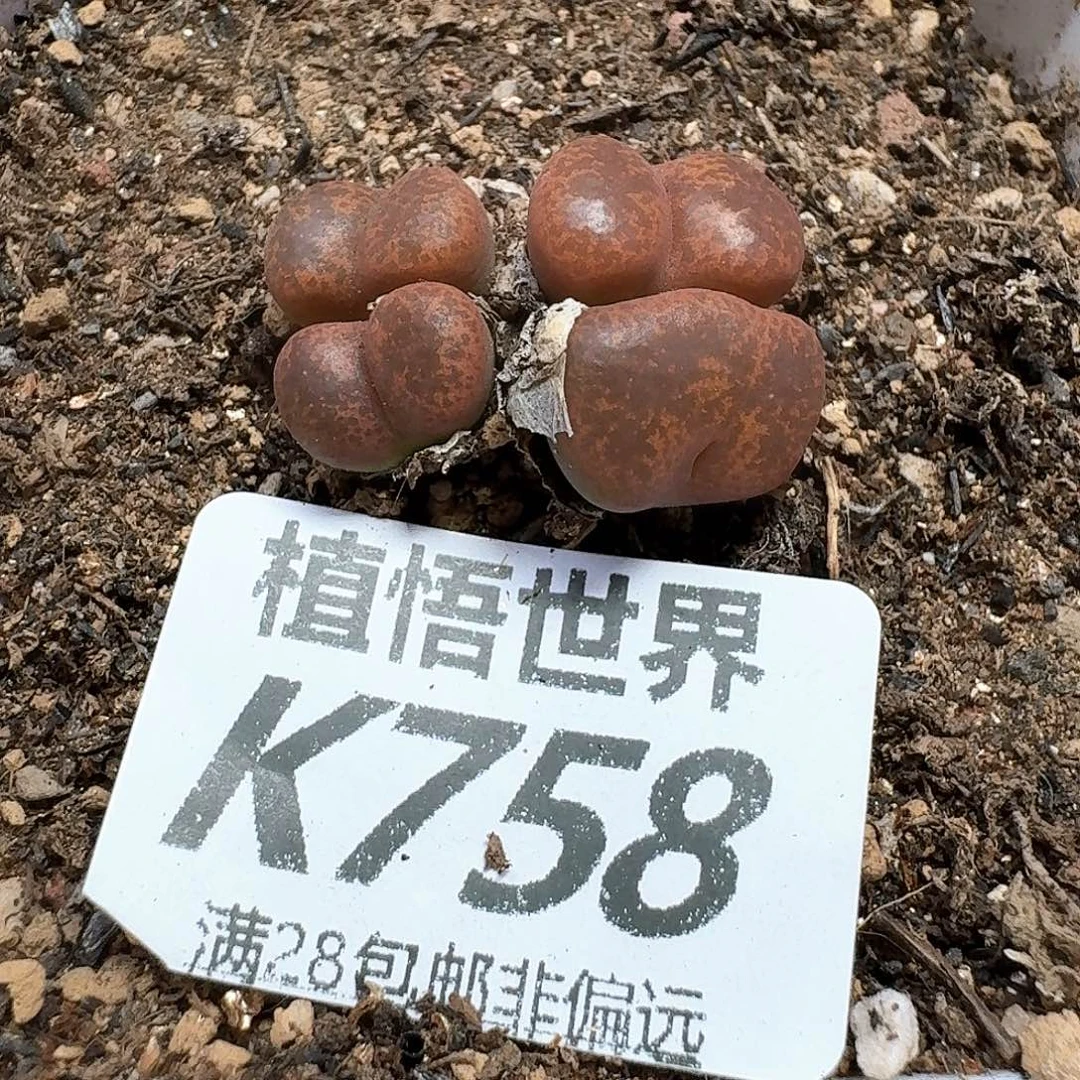 多肉植物的润泽dd