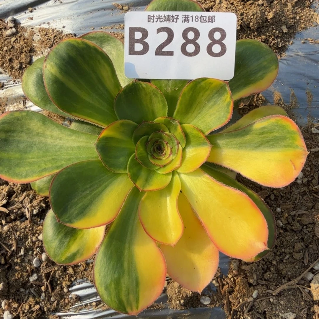 288燕姿七彩。 多肉植物