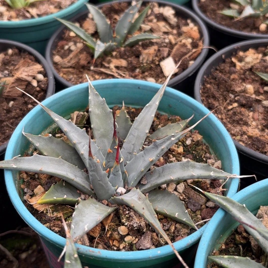 木妖炎哈哈哈哈20