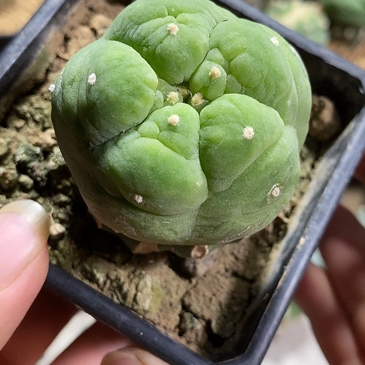 豆***)苗底座爆侧芽大尤海鲜。100号