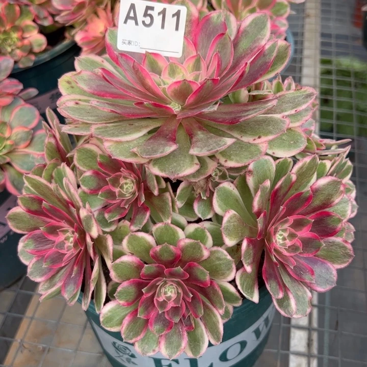 511孔雀翎20厘米左右