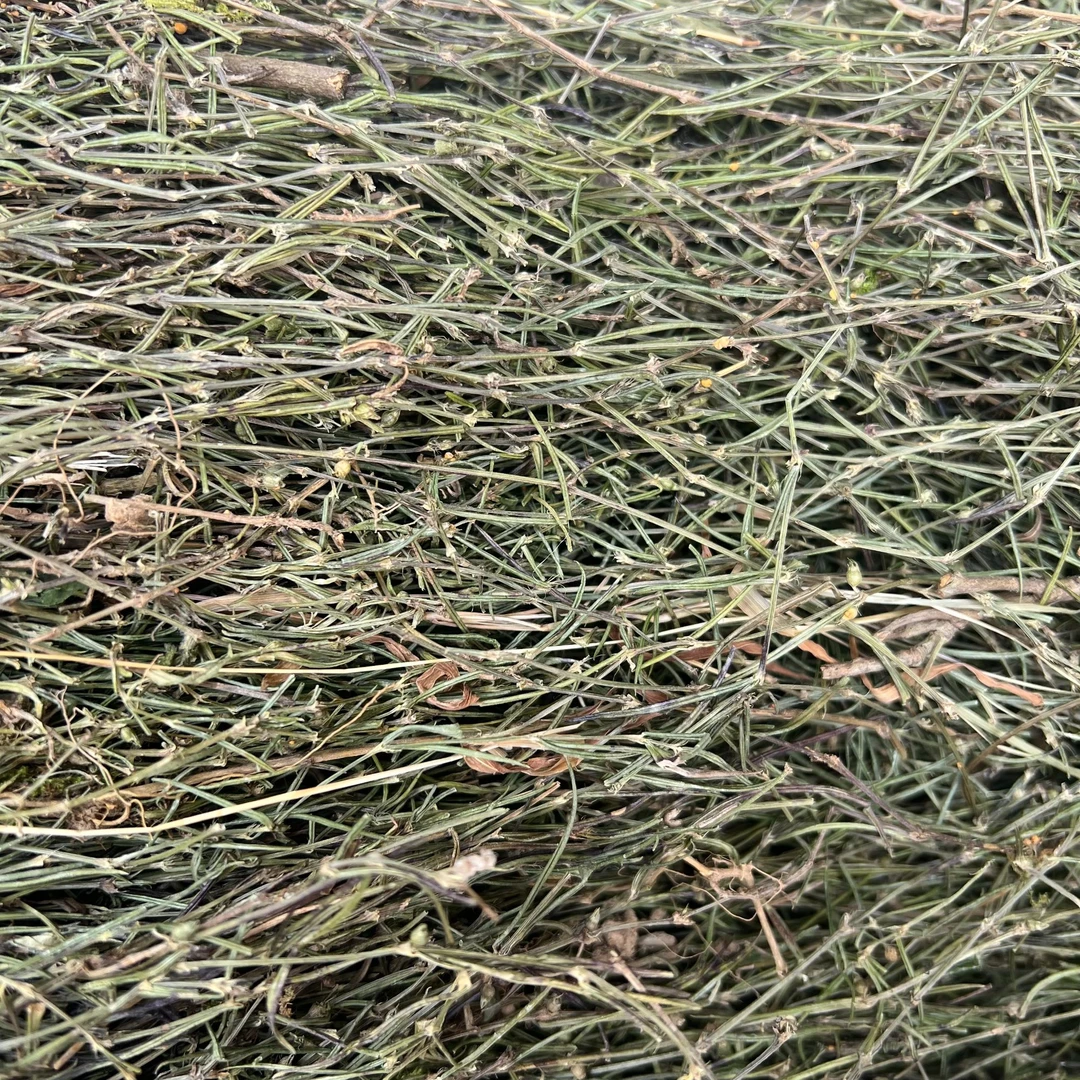 蛇舌草 精选原色貨