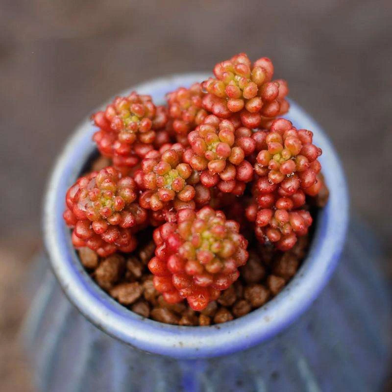 (101-150)(芳芳专属)一物一拍链接多肉植物(满19元包邮)多肉植物