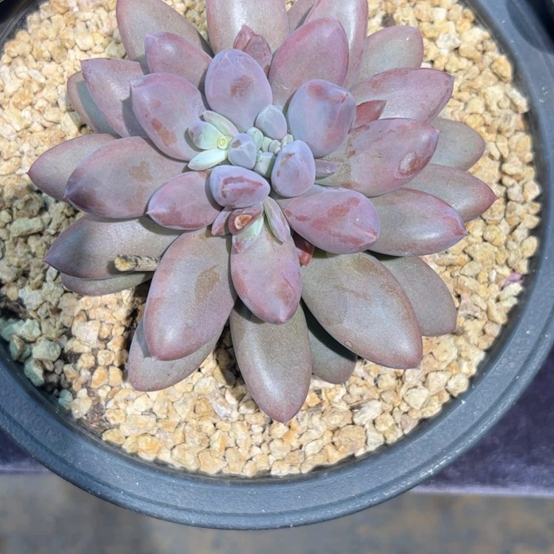 用****7多肉植物多肉植物